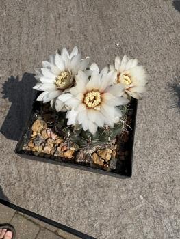 Gymnocalycium stellatum